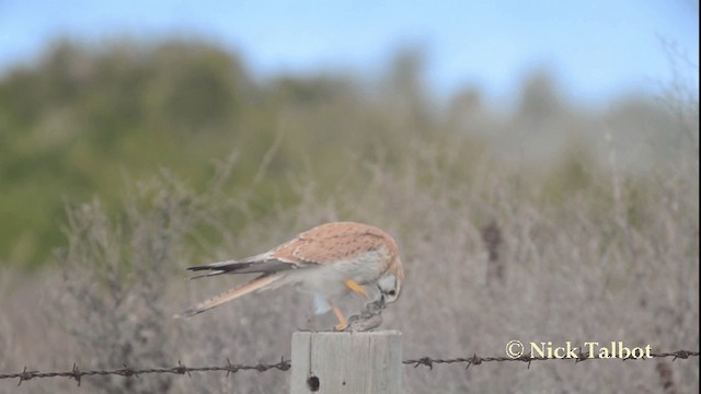 Nankeen Kestrel - ML201733351