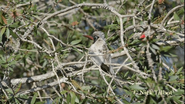 Little Friarbird - ML201733371