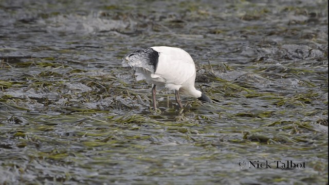 Australian Ibis - ML201733381