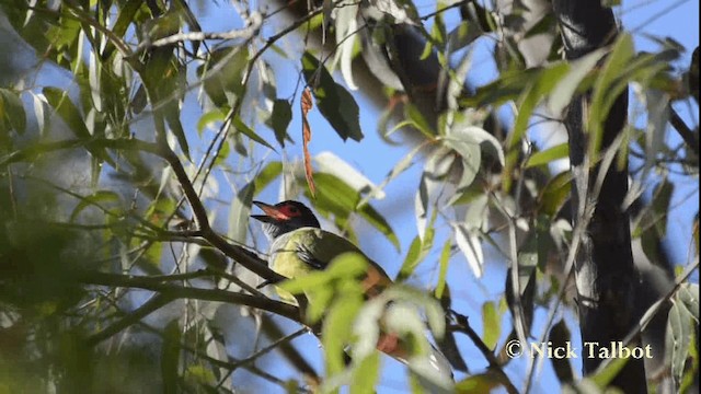 Australasian Figbird - ML201733411