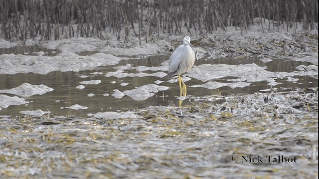 Weißwangenreiher - ML201733421