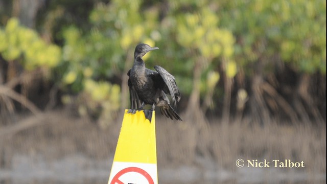 Little Black Cormorant - ML201733431