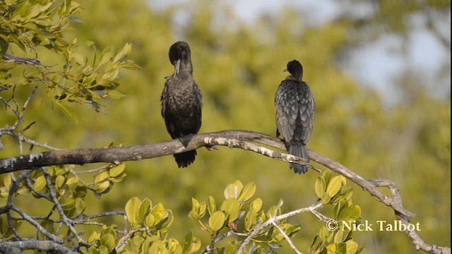 Little Black Cormorant - ML201733441