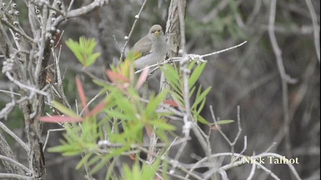 Brown Honeyeater - ML201733451