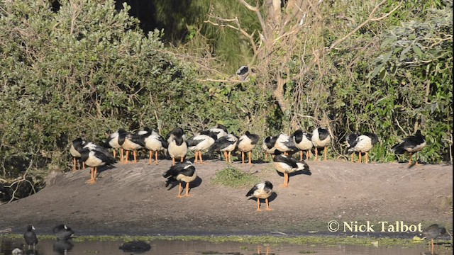 Magpie Goose - ML201733461