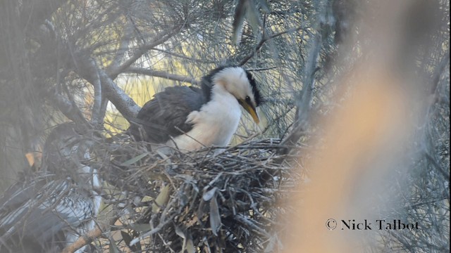 Little Pied Cormorant - ML201733471