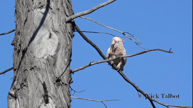 Pink Cockatoo - ML201733491