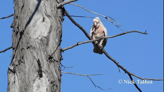 Pink Cockatoo - ML201733501