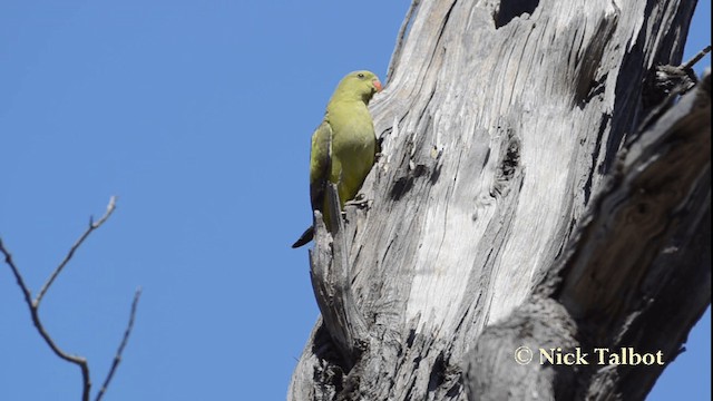 Regent Parrot - ML201733521