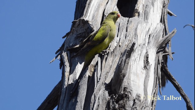 Regent Parrot - ML201733531