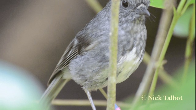 North Island Robin - ML201733541