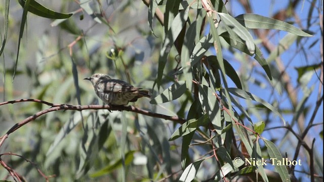 Horsfield's Bronze-Cuckoo - ML201733551