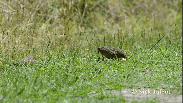 Brown Quail - ML201733581