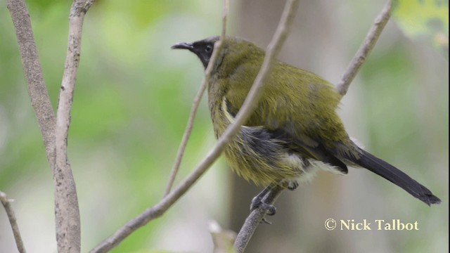 New Zealand Bellbird - ML201733591