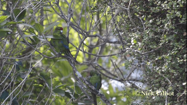 Red-crowned Parakeet - ML201733601