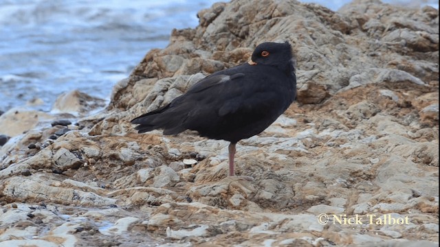 Variable Oystercatcher - ML201733631