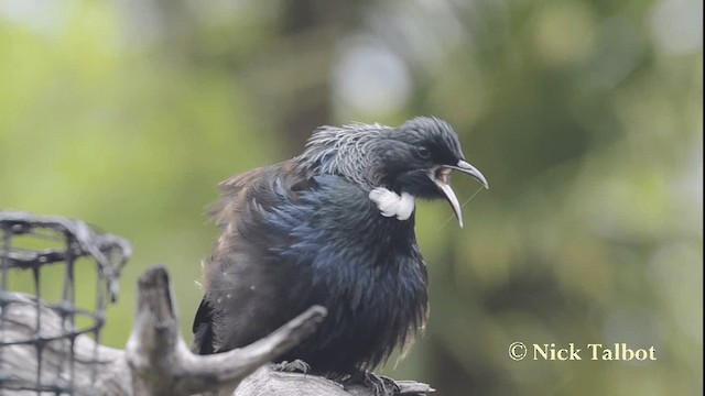 Mielero Tui - ML201733641