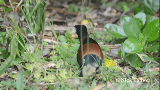 North Island Saddleback - ML201733651