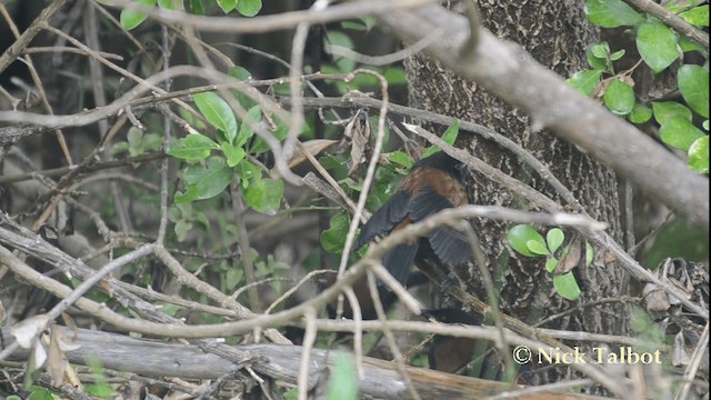 North Island Saddleback - ML201733661