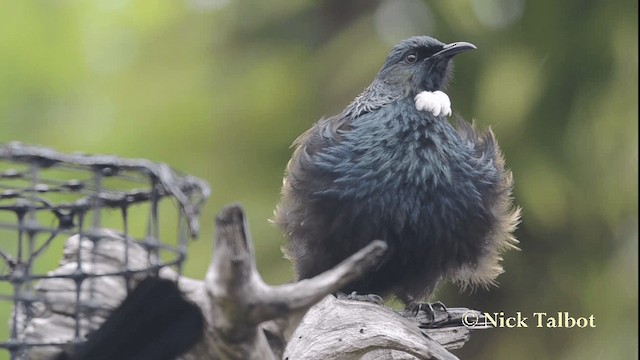 Mielero Tui - ML201733671