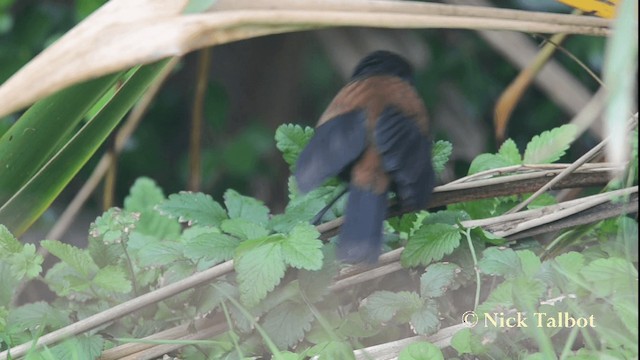 North Island Saddleback - ML201733681