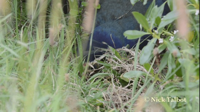 South Island Takahe - ML201733691