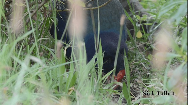 South Island Takahe - ML201733701