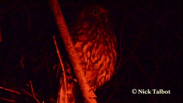 Morepork - ML201733721