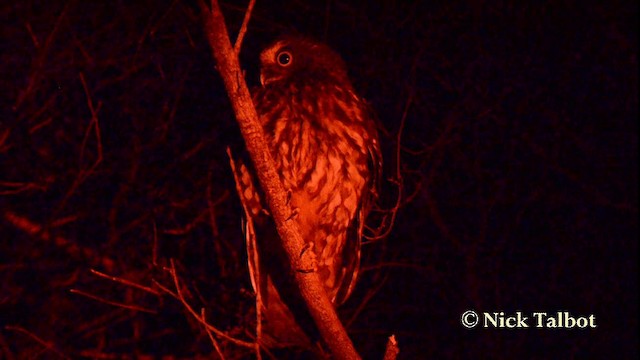 Morepork - ML201733731