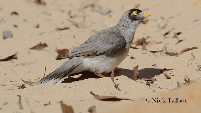 Noisy Miner - ML201733741