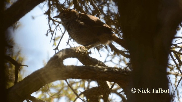 Rufous Bristlebird - ML201733751