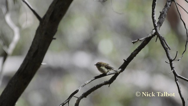 Striated Thornbill - ML201733761