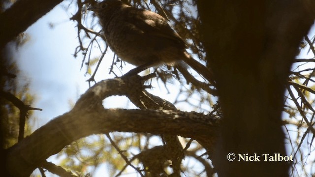 Rufous Bristlebird - ML201733771