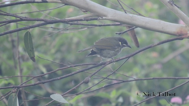 Lewin's Honeyeater - ML201733781