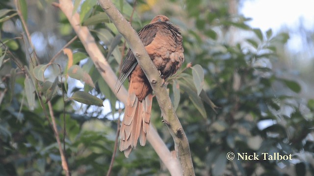 Brown Cuckoo-Dove - ML201733791