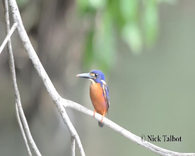 Azure Kingfisher - ML201733801