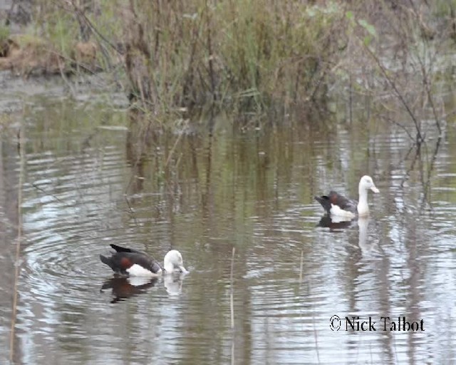 Radjah Shelduck - ML201733811