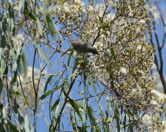 White-gaped Honeyeater - ML201733821