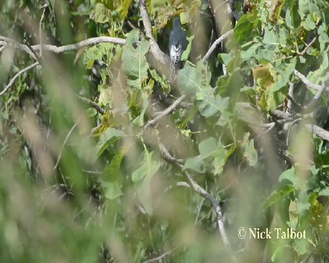 White-bellied Cuckooshrike - ML201733831