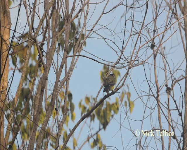 Australasian Figbird - ML201733841