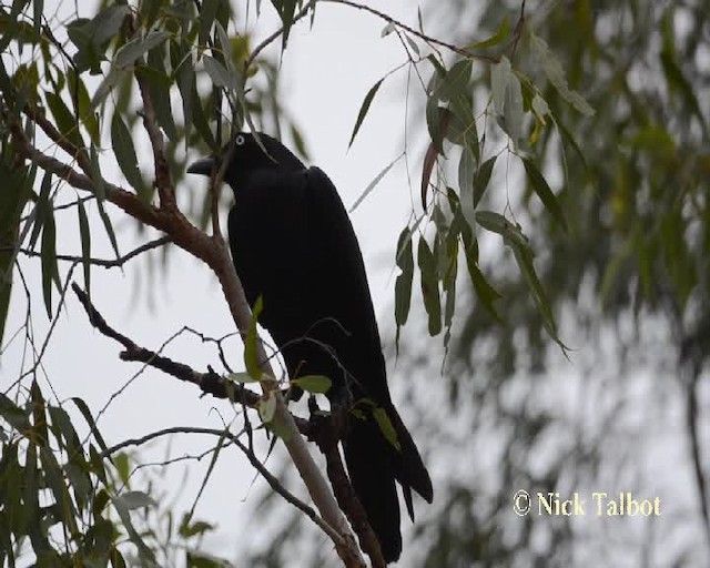 Corbeau de Torres - ML201733851