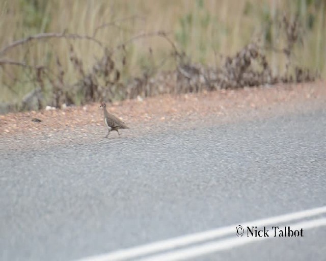 Partridge Pigeon - ML201733861