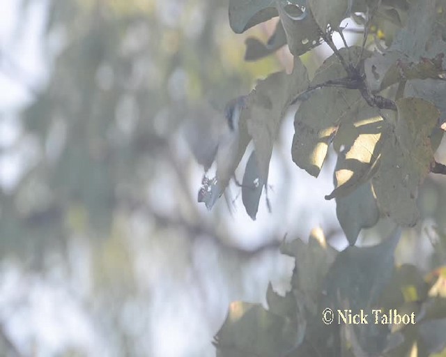 White-throated Honeyeater - ML201733871