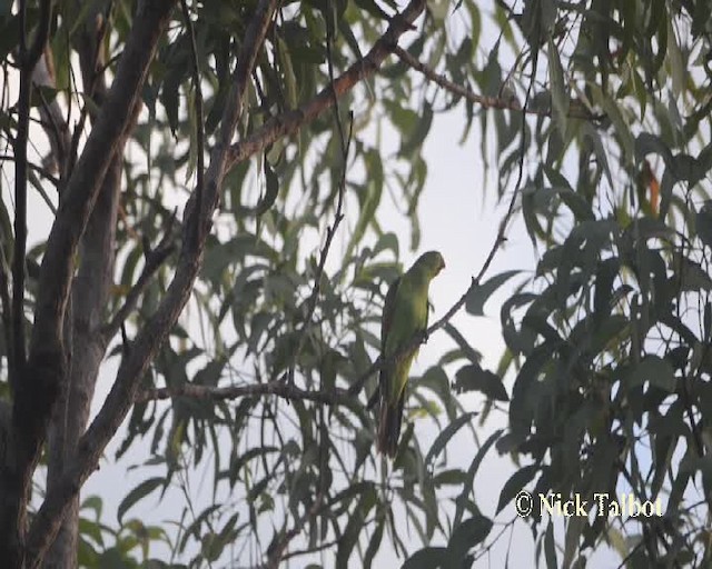 Red-winged Parrot - ML201733881