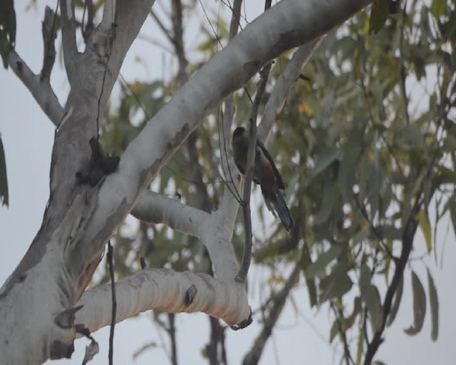 Northern Rosella - ML201733891