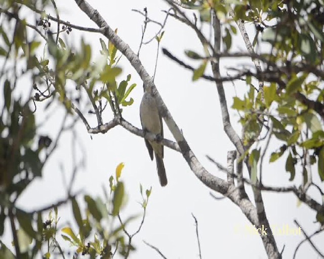 Silver-crowned Friarbird - ML201733911