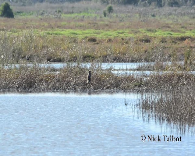 Swamp Harrier - ML201733931