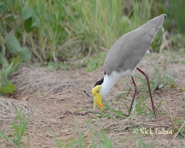 Masked Lapwing (Masked) - ML201733941