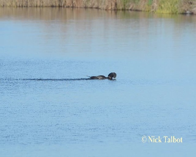 Musk Duck - ML201733961