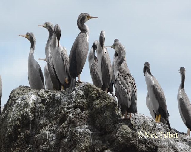 Cormorán Moteado - ML201734061